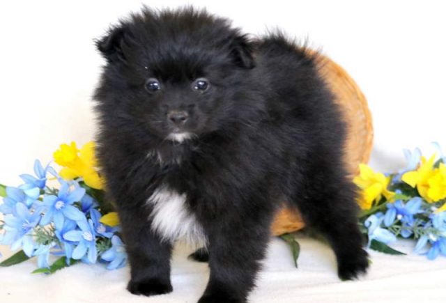 Franky-Pomeranian2.jpg