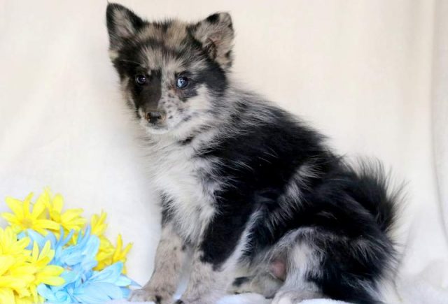 Freddie-Pomsky-1.jpg