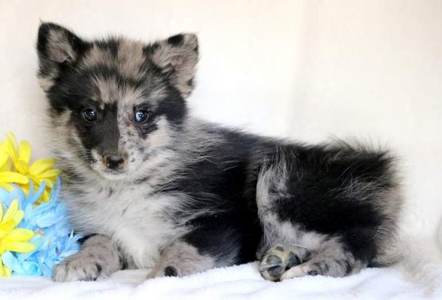 Freddie-Pomsky-2-1.jpg