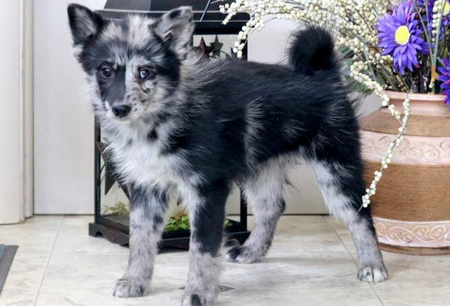 Freddy-Pomsky-1.jpg