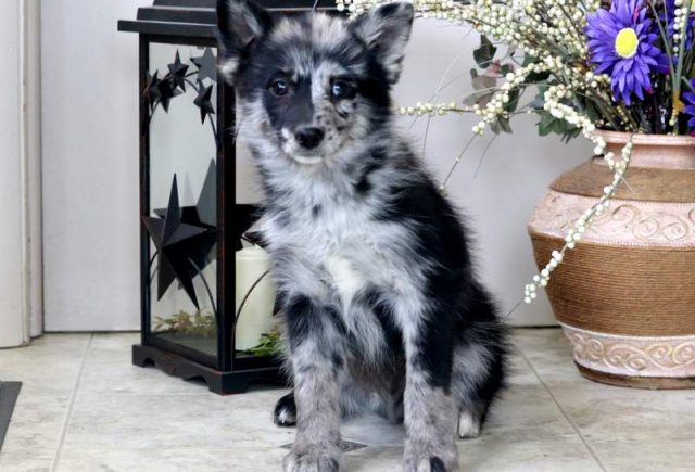 Freddy-Pomsky-2.jpg