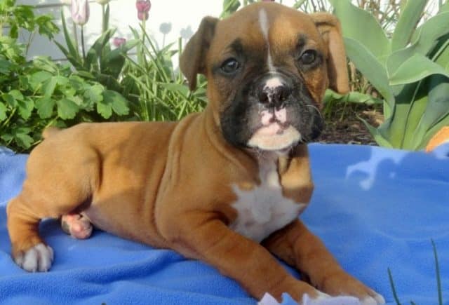 Fritz-Boxer.jpg