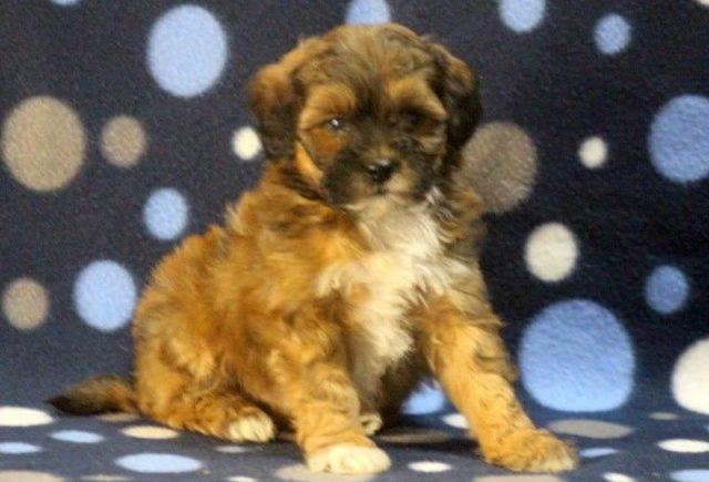 Fritz-Shihpoo-e1519219984880.jpg