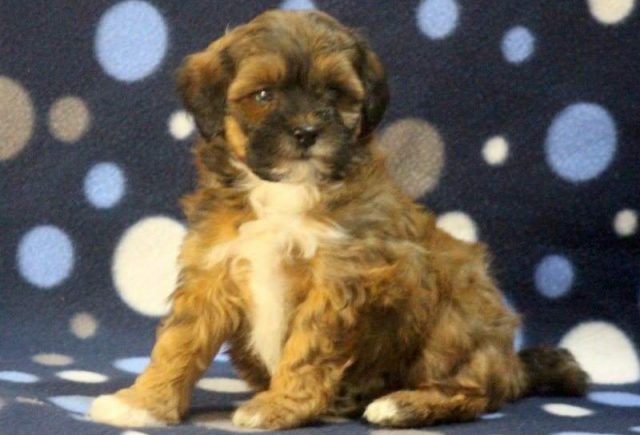 Fritz-Shihpoo2-e1519219899690.jpg