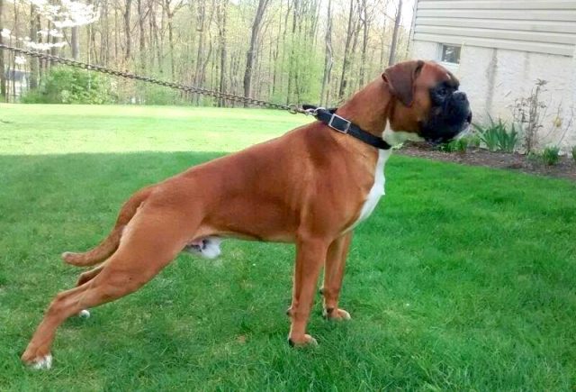 Geeko-Boxer.jpg