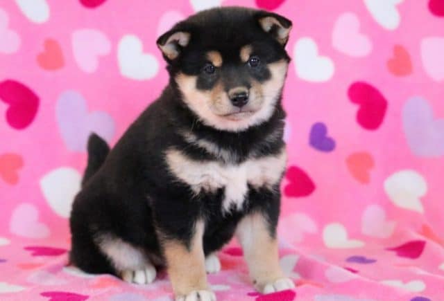 Georgia-Shiba-Inu.jpg