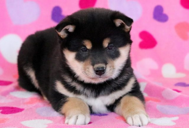 Georgia-Shiba-Inu2.jpg