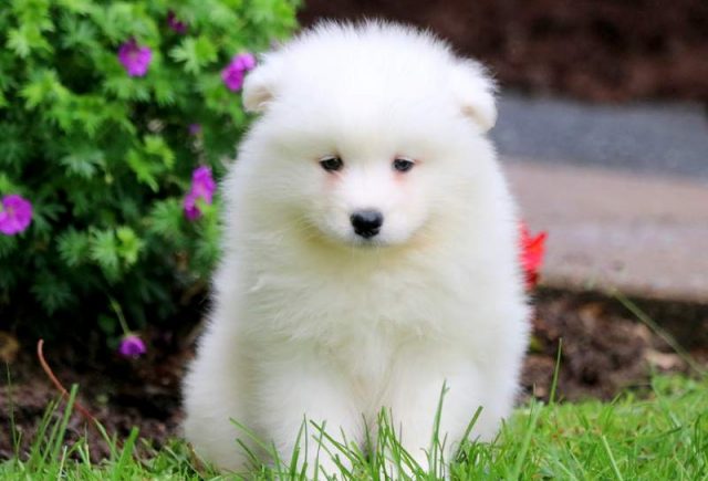 Ginger-Samoyed-1.jpg