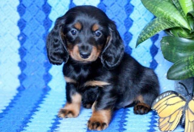 Gizmo-Mini-Dachshund-e1518963794889.jpg