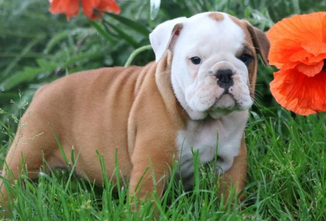 Glow-English-Bulldog.jpg