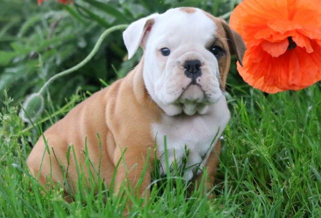 Glow-English-Bulldog2.jpg