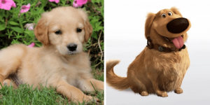 golden-retriever-dug-healthy-responsibly-bred-Pennsylvania