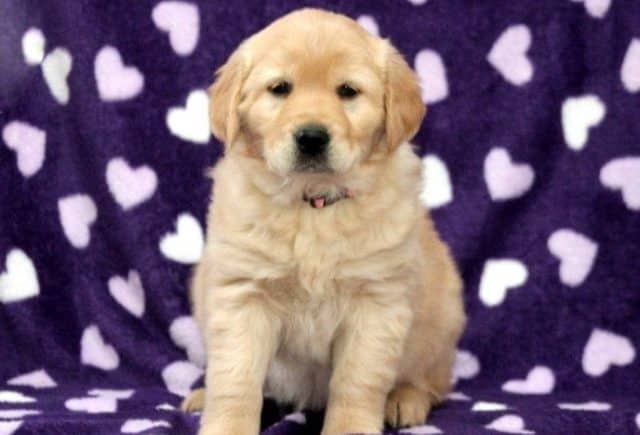 golden retriever mix puppies for sale