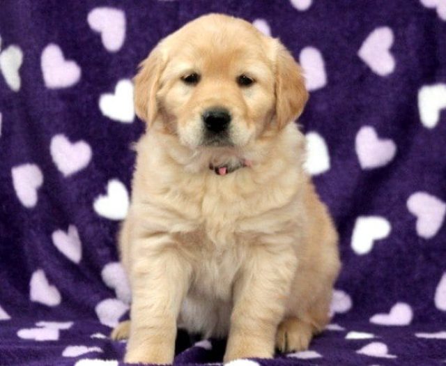 golden retriever mastiff mix puppies