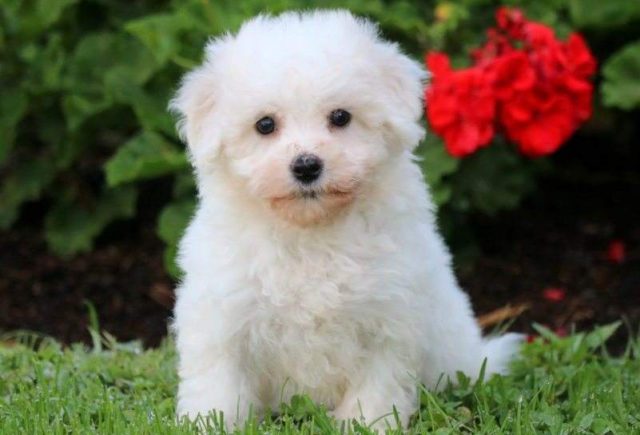 Gorgeous-Bichon-e1519325318865.jpg