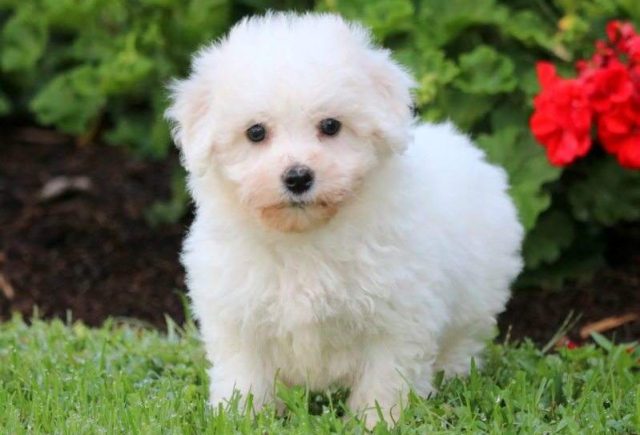 Gorgeous-Bichon2-e1519325312315.jpg
