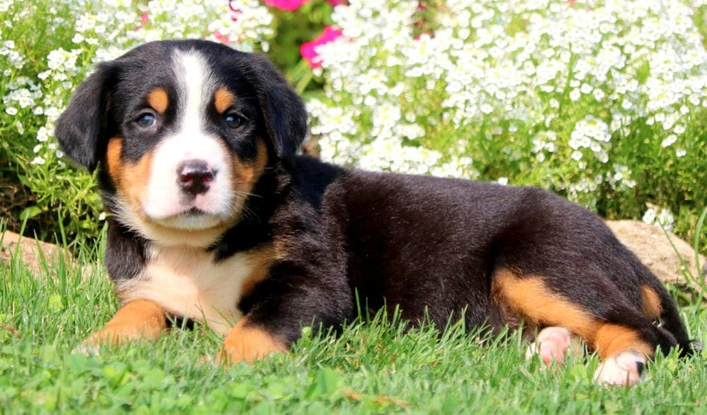 Greater Swiss Mountain Dog Puppy For Sale Keystone