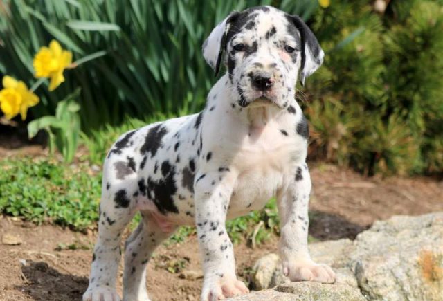 Great Dane puppies for sale