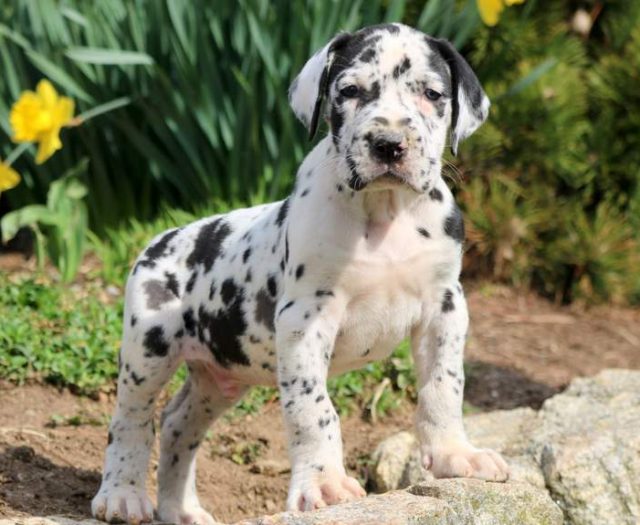 Great Dane puppies for sale