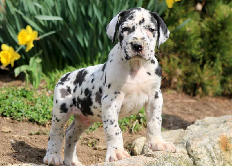 corgi mixed with great dane