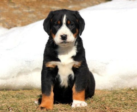 Greater Swiss Mountain Dog Mix