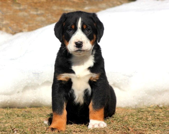 Greater Swiss Mountain Dog Mix Puppies 