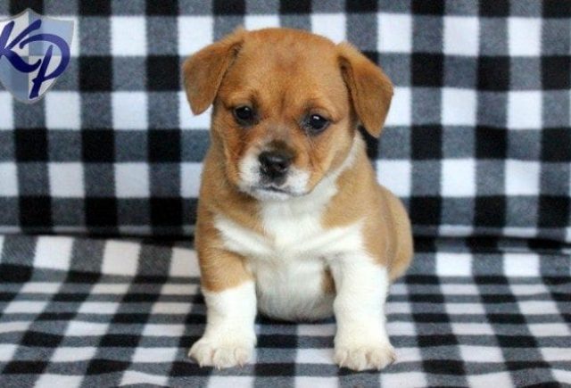 Greggy-Welsh-Corgi-Mix.jpg