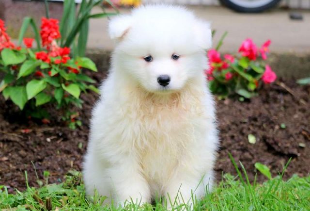 Gumbi-Samoyed-2.jpg