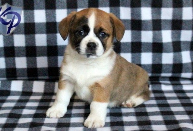 Gumbo-Welsh-corgi-Mix.jpg