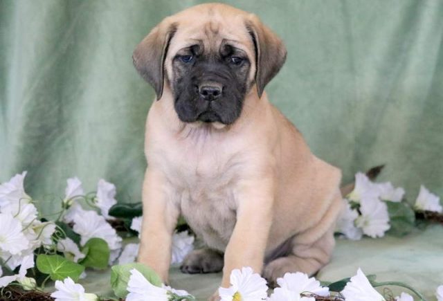 Hailey-English-Mastiff-1.jpg