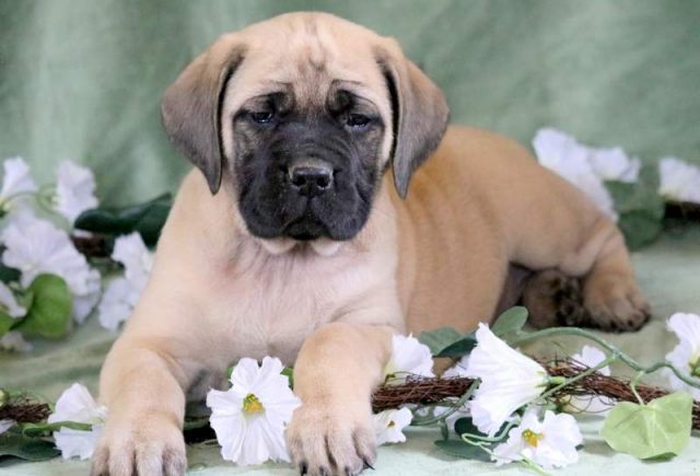 Hailey-English-Mastiff-2.jpg