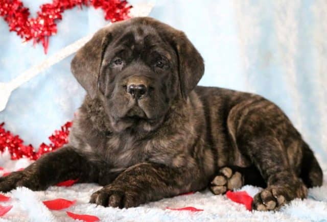 Hampton-English-Mastiff.jpg