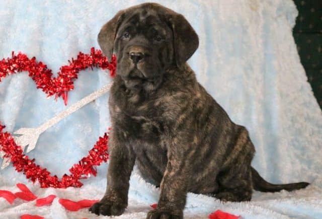Hampton-English-Mastiff2.jpg