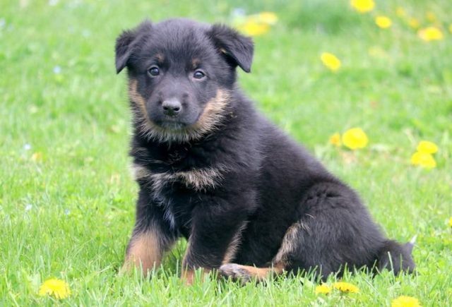 Harley-German-Shepherd-Mix-1.jpg