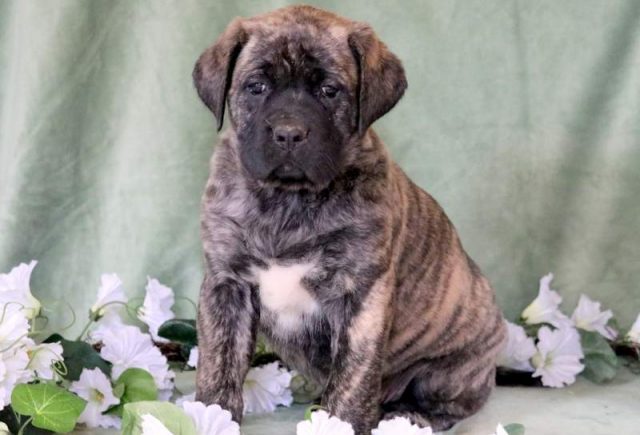 Hearts-English-Mastiff-1.jpg
