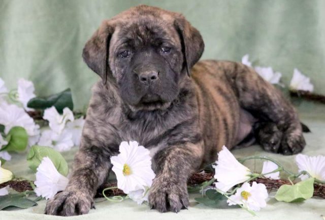 Hearts-English-Mastiff-2.jpg