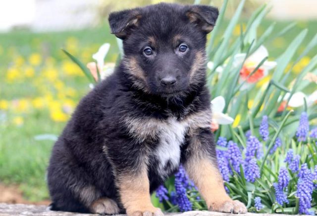 Hearts-German-Shepherd-Mix-1.jpg