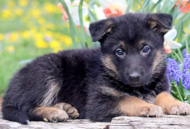 Hearts-German-Shepherd-Mix-2.jpg