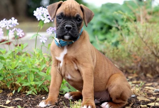 Hefty-Boxer.jpg