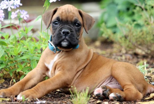Hefty-Boxer2.jpg