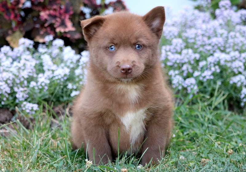 mini hippo puppy price