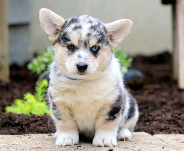 Pembroke Welsh Corgi Puppies For Sale 