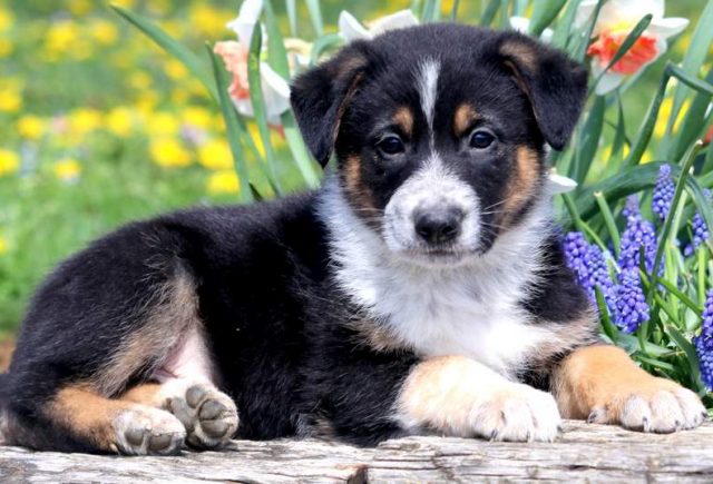 58 HQ Pictures English Shepherd Puppies For Sale / English Shepherd Puppies For Sale in Seguin TX