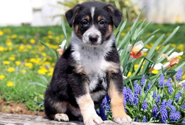 Houston | German Shepherd Mix Puppy For Sale | Keystone ...