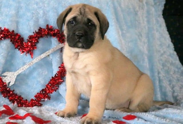 Huey-English-Mastiff.jpg