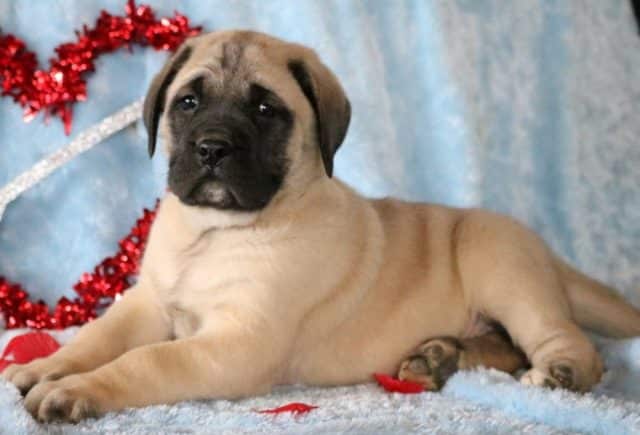 Huey-English-Mastiff2.jpg