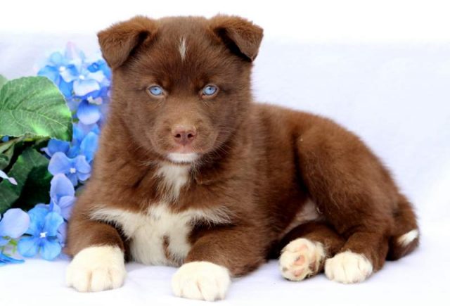 Huey-Pomsky-2.jpg