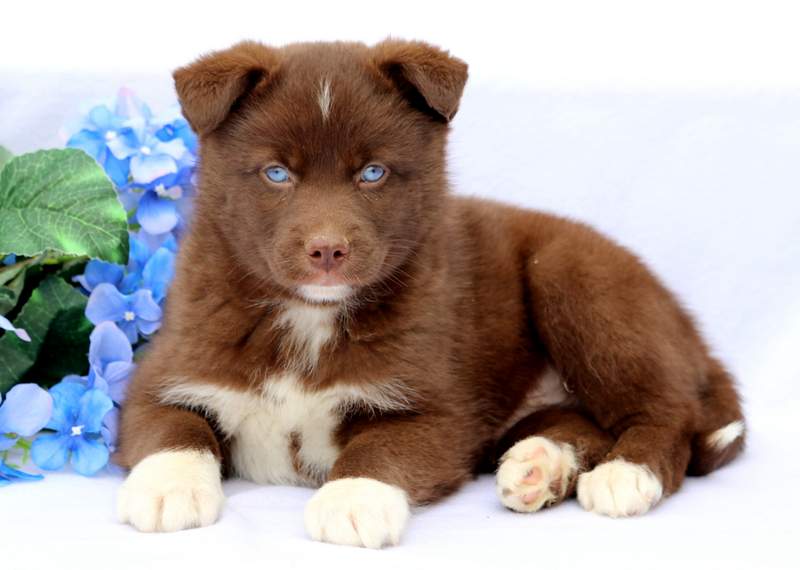 chocolate pomsky