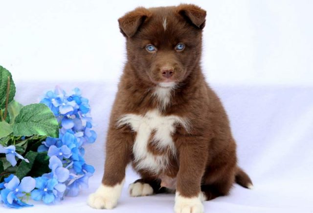 Huey-Pomsky.jpg
