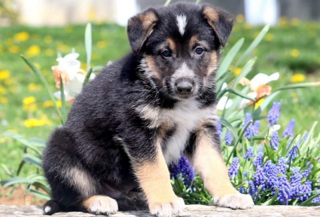 Hugo-German-Shepherd-Mix-1.jpg